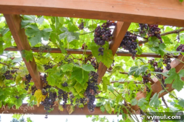 Clusters of ripe red grapes hanging from an arbor