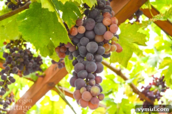 Close-up of a vibrant red grape cluster