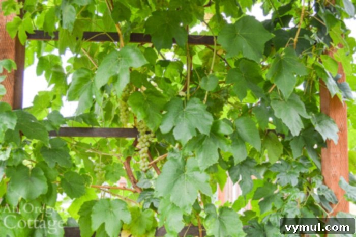 Green grapes growing on the side of an arbor
