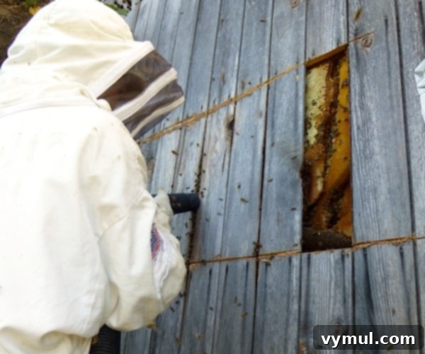 The Art of Wild Bee Foraging 3 Harvesting Wild Bees: First cut revealing honeycomb