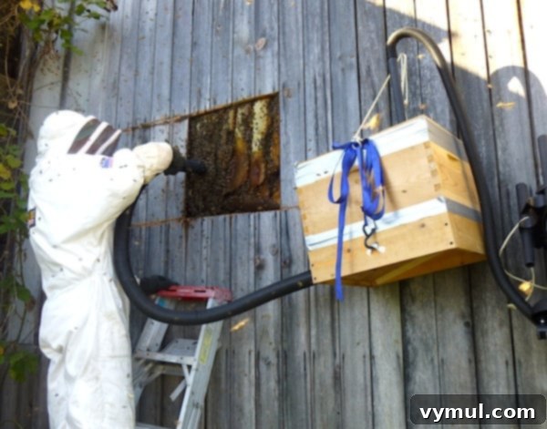 The Art of Wild Bee Foraging 4 Harvesting Wild Bees: Extracting with Homemade Bee Vac