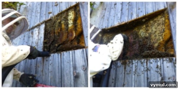 The Art of Wild Bee Foraging 5 Wild Bees: Extracting bees from an old barn wall