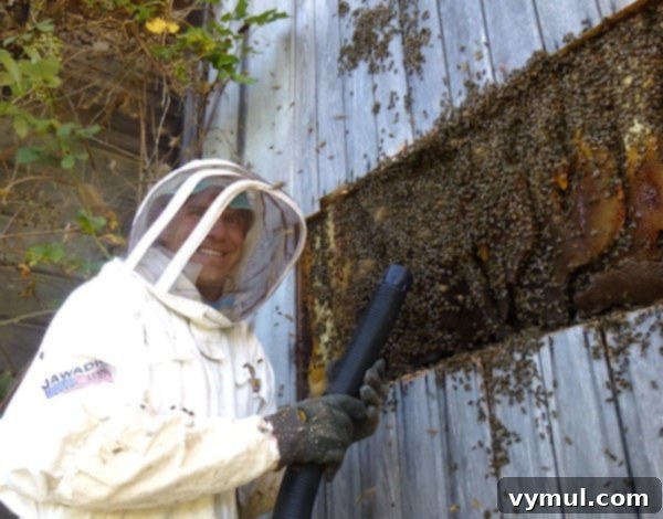 The Art of Wild Bee Foraging 6 Harvesting Wild Bees: Barn wall fully opened, revealing multiple colonies