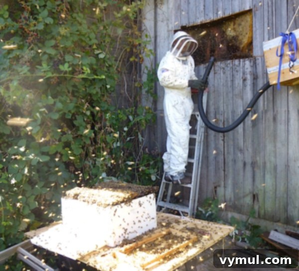 The Art of Wild Bee Foraging 7 How to Harvest Wild Bees: Beekeeper preparing for extraction