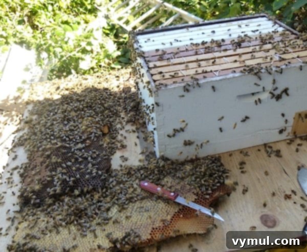 The Art of Wild Bee Foraging 8 Harvesting Wild Bees: Bees moving into their new hive frames
