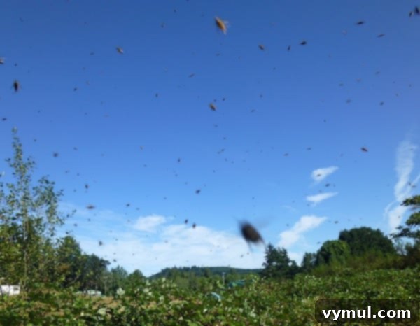 The Art of Wild Bee Foraging 10 Harvesting Wild Bees: Final shot of the extracted hive